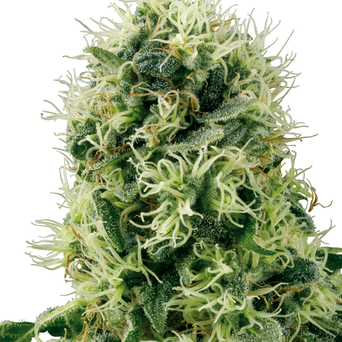 Pure Power Plant Feminized