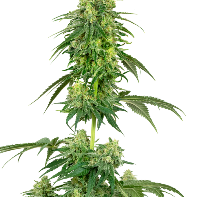 Strawberry Kush Feminized