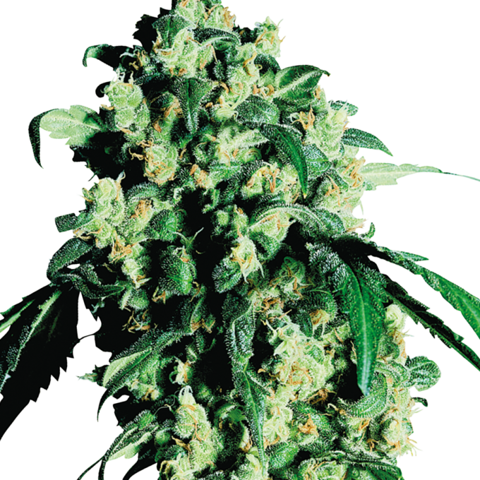Super Skunk Feminized