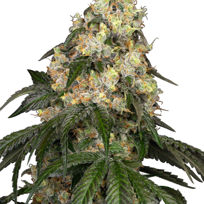 White Biscotti OG XXL Feminized