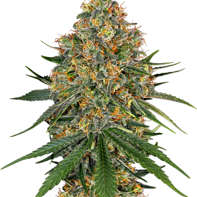 White Cheese Feminized