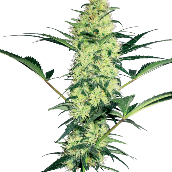 White Diesel Feminized