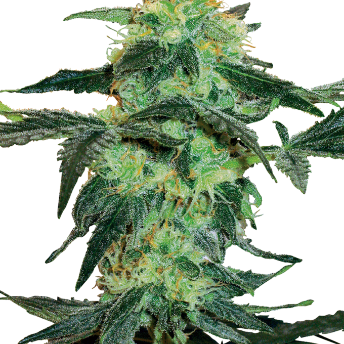 White Ice Feminized