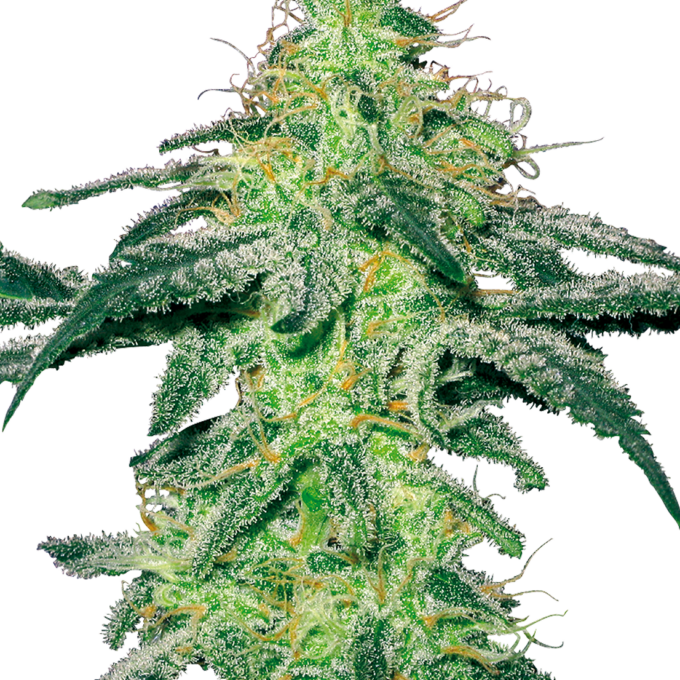 White Skunk Feminized