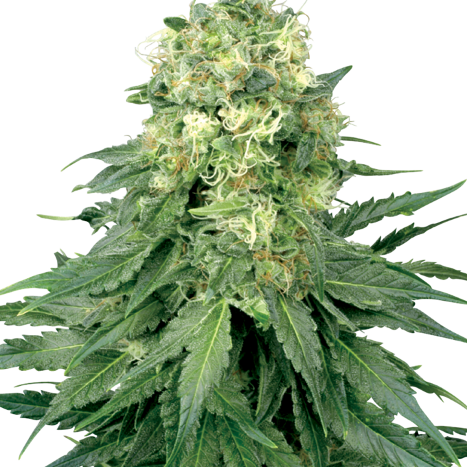 White Widow Feminized