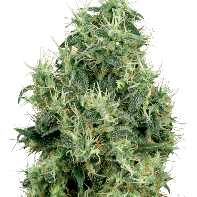 White Gold Feminized