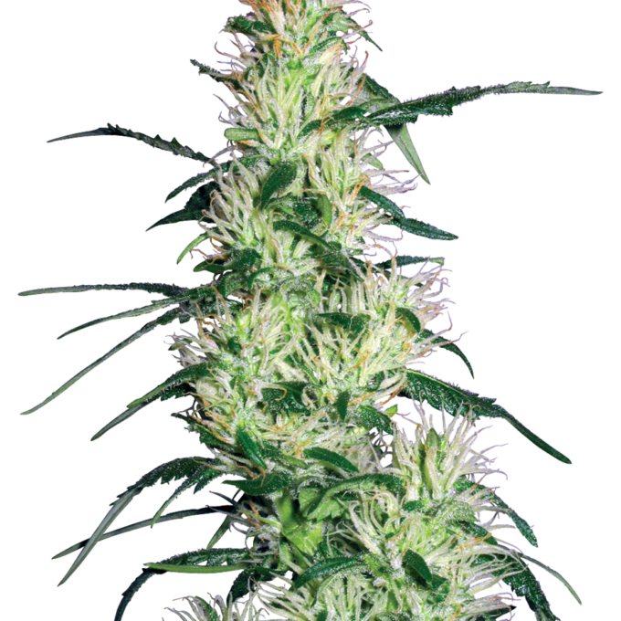 Purple Haze Feminized