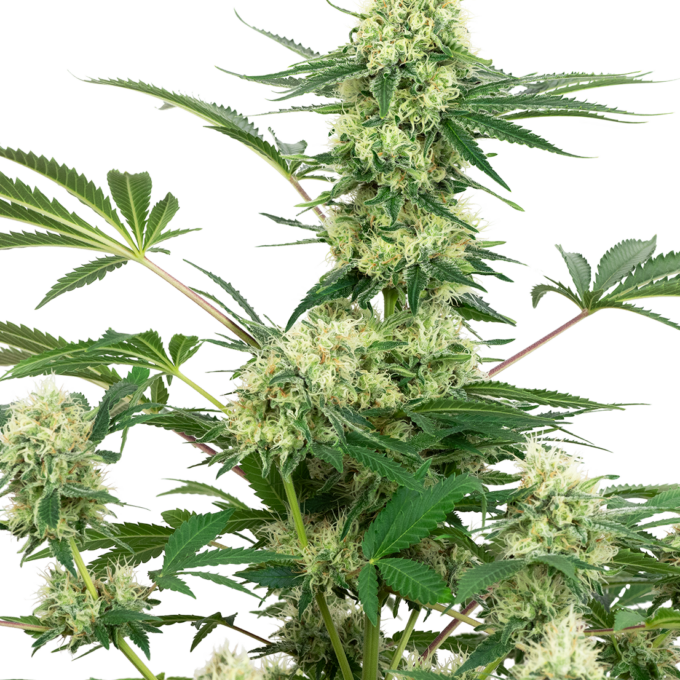 Wedding Cheesecake Feminized