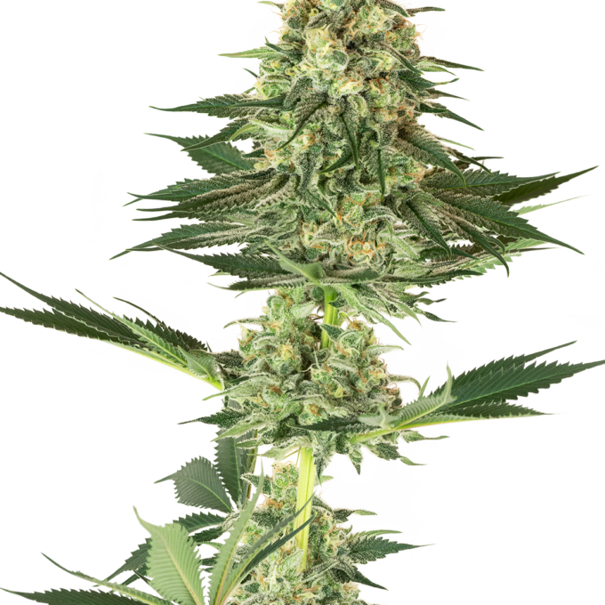 Banana Kush Feminized