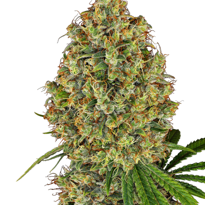 AK 420 Feminized
