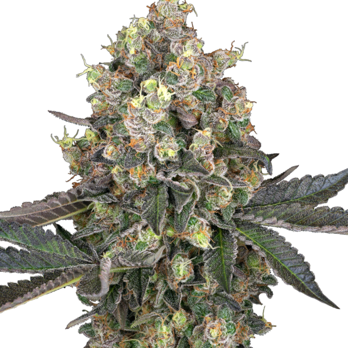 Sweet Berry Breeze Feminized