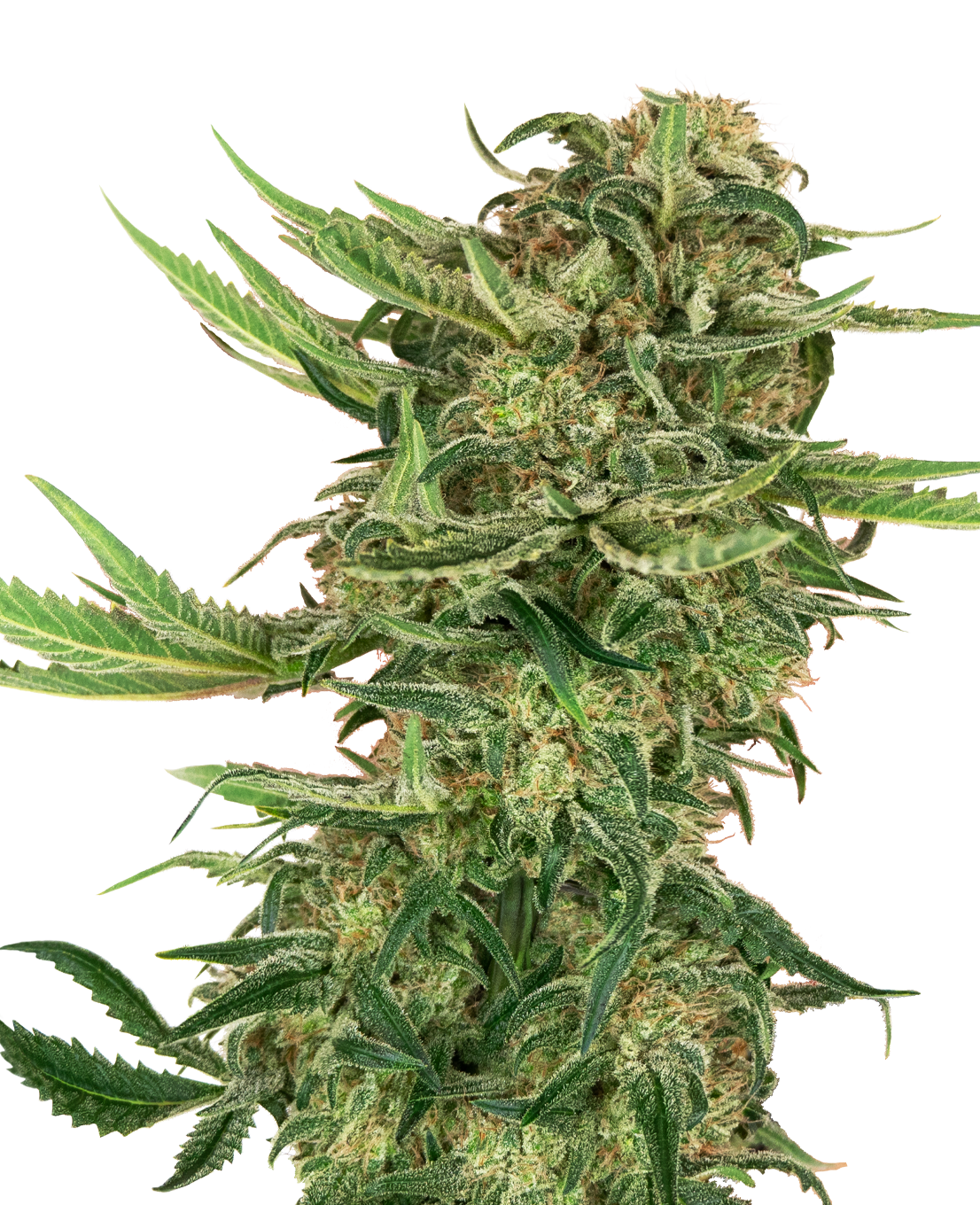 N13 Kush Feminized