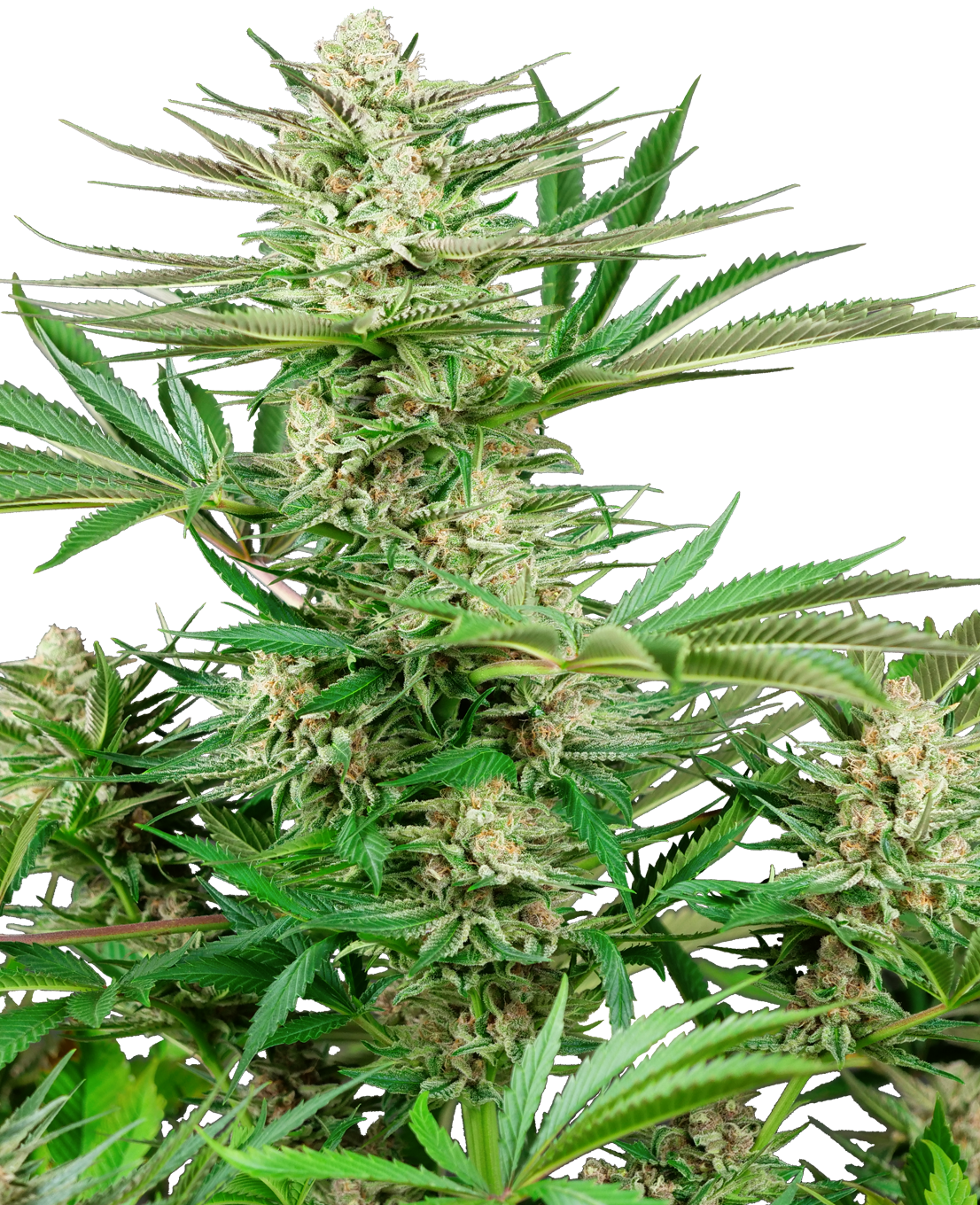 Malibu OG Gold Feminized