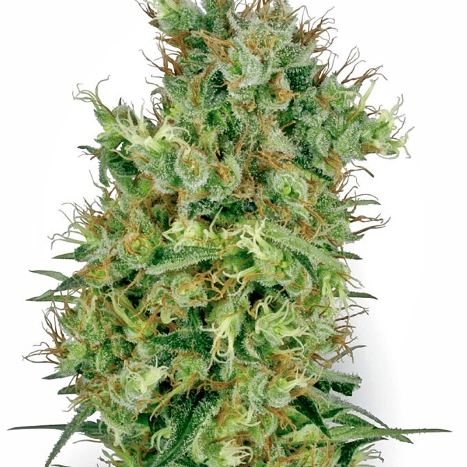 Californian Orange Bud Regular