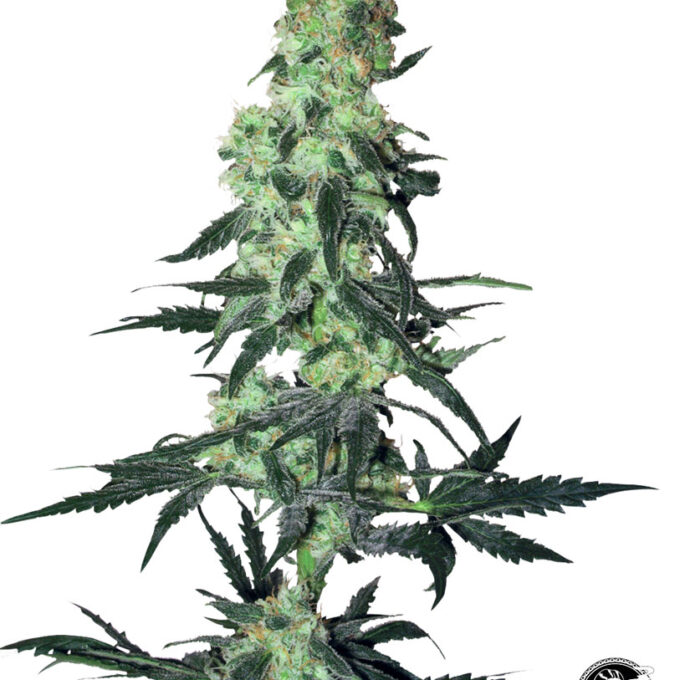 Amnesia White Regular