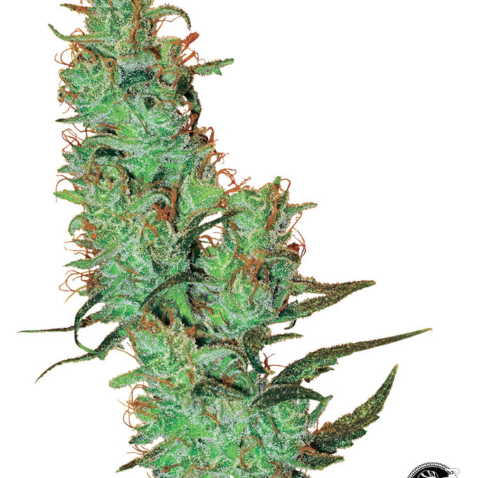 Jack Herer Regular