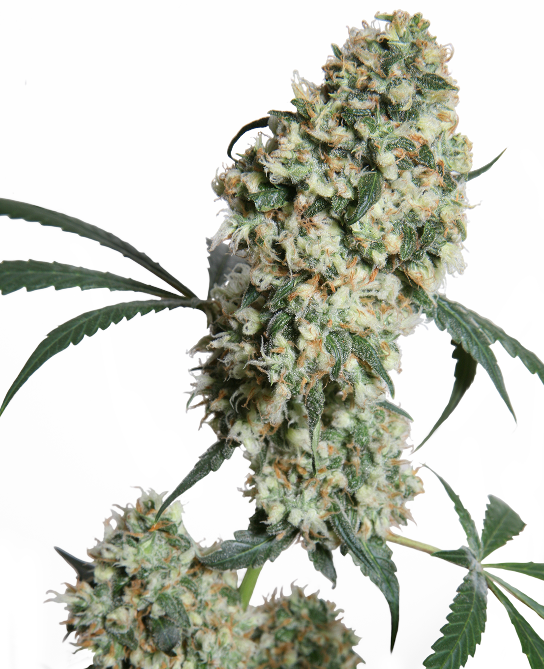 Ed Rosenthal Super Bud Regular