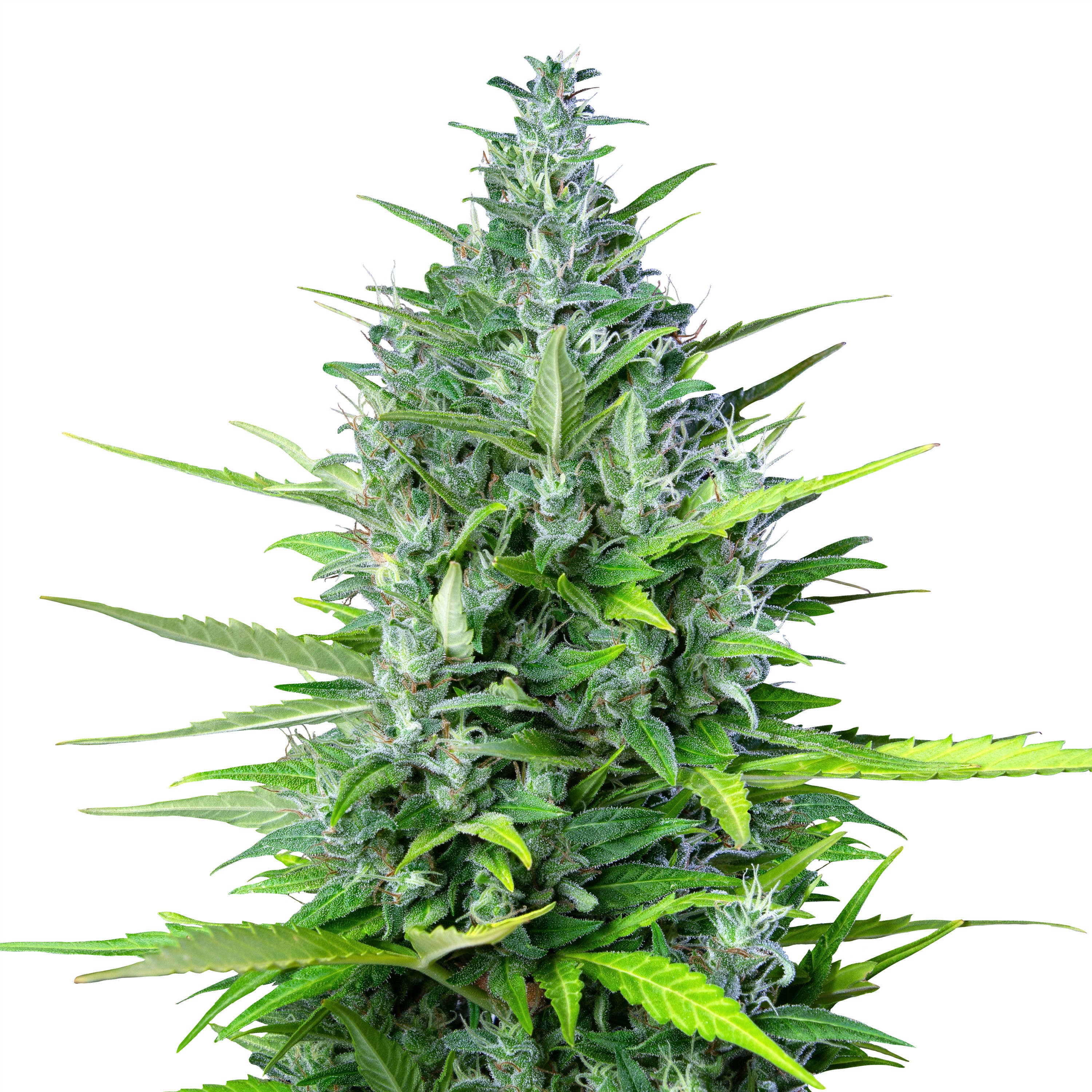 IMG_Auto_Royal_Haze IMG_Auto_Royal_Haze