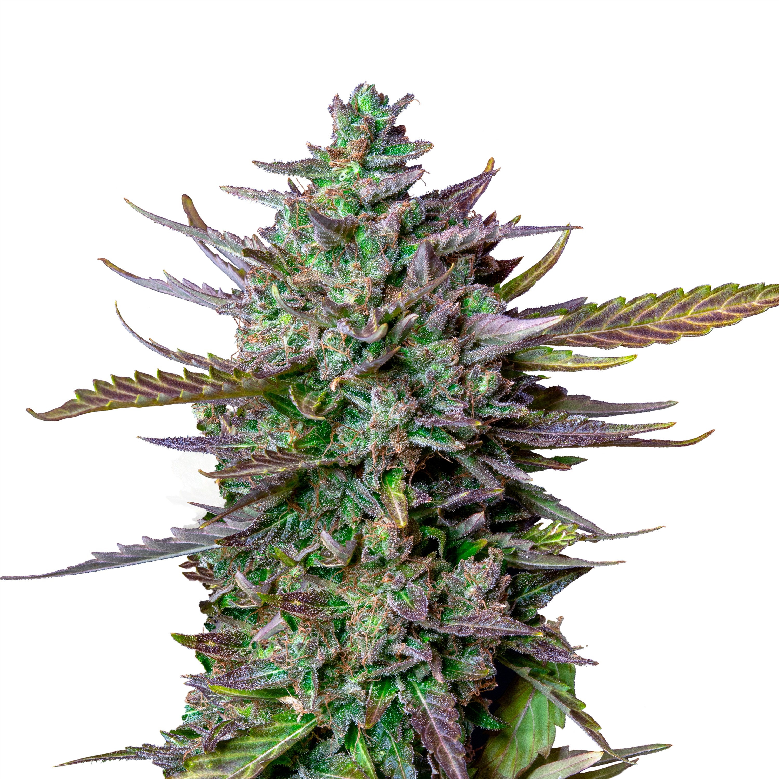 IMG_Auto_Blue_Cheese IMG_Auto_Blue_Cheese