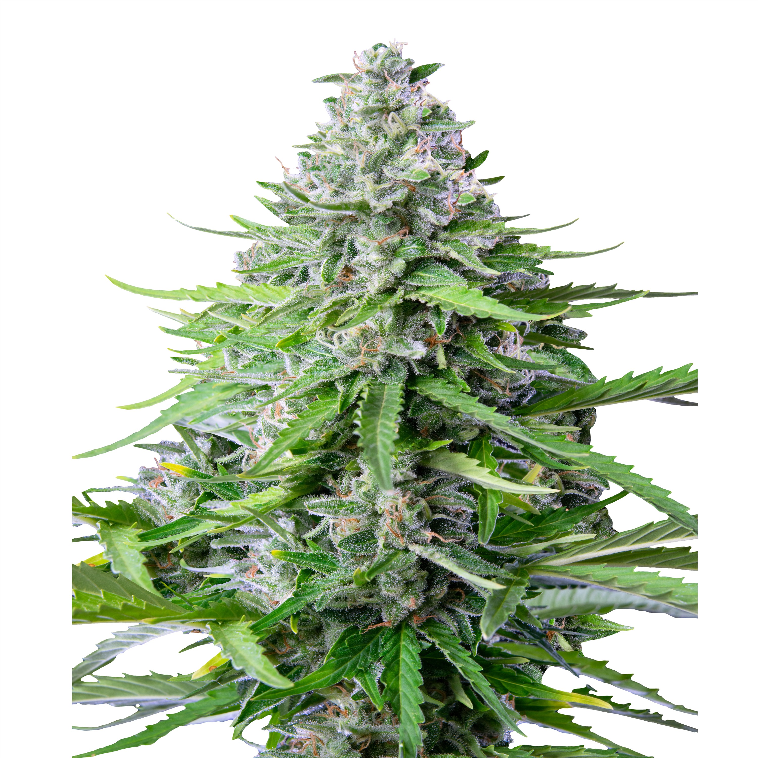 Auto_IMG_Royal_Cookies Auto_IMG_Royal_Cookies