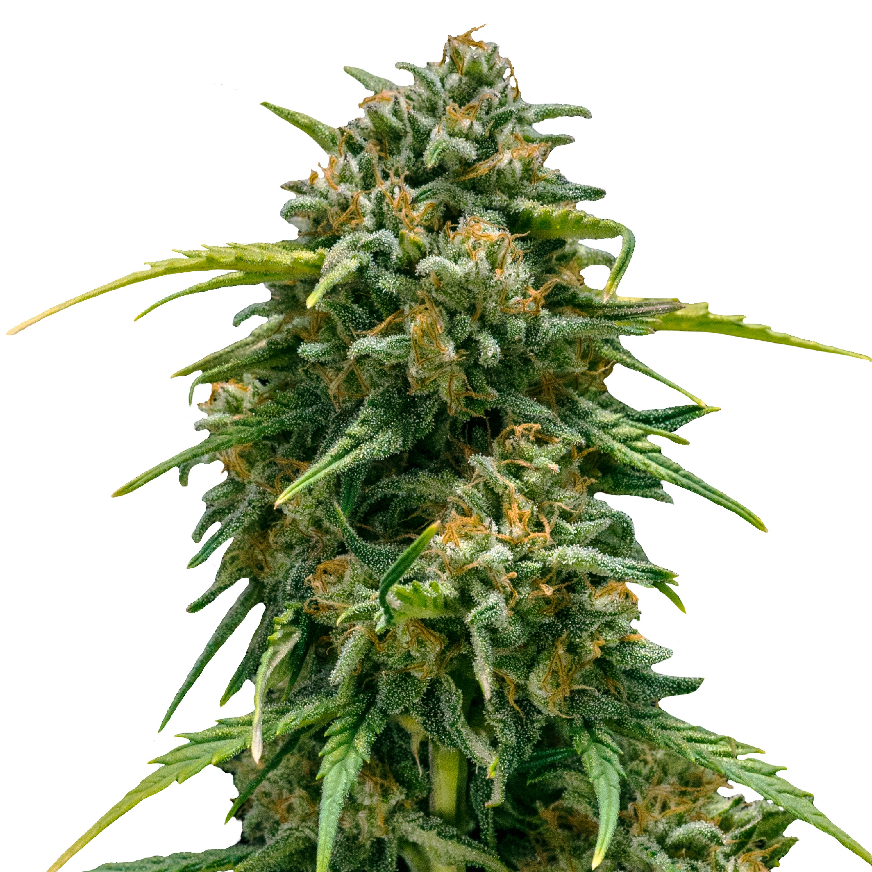 Auto_IMG_Sweet_Skunk Auto_IMG_Sweet_Skunk