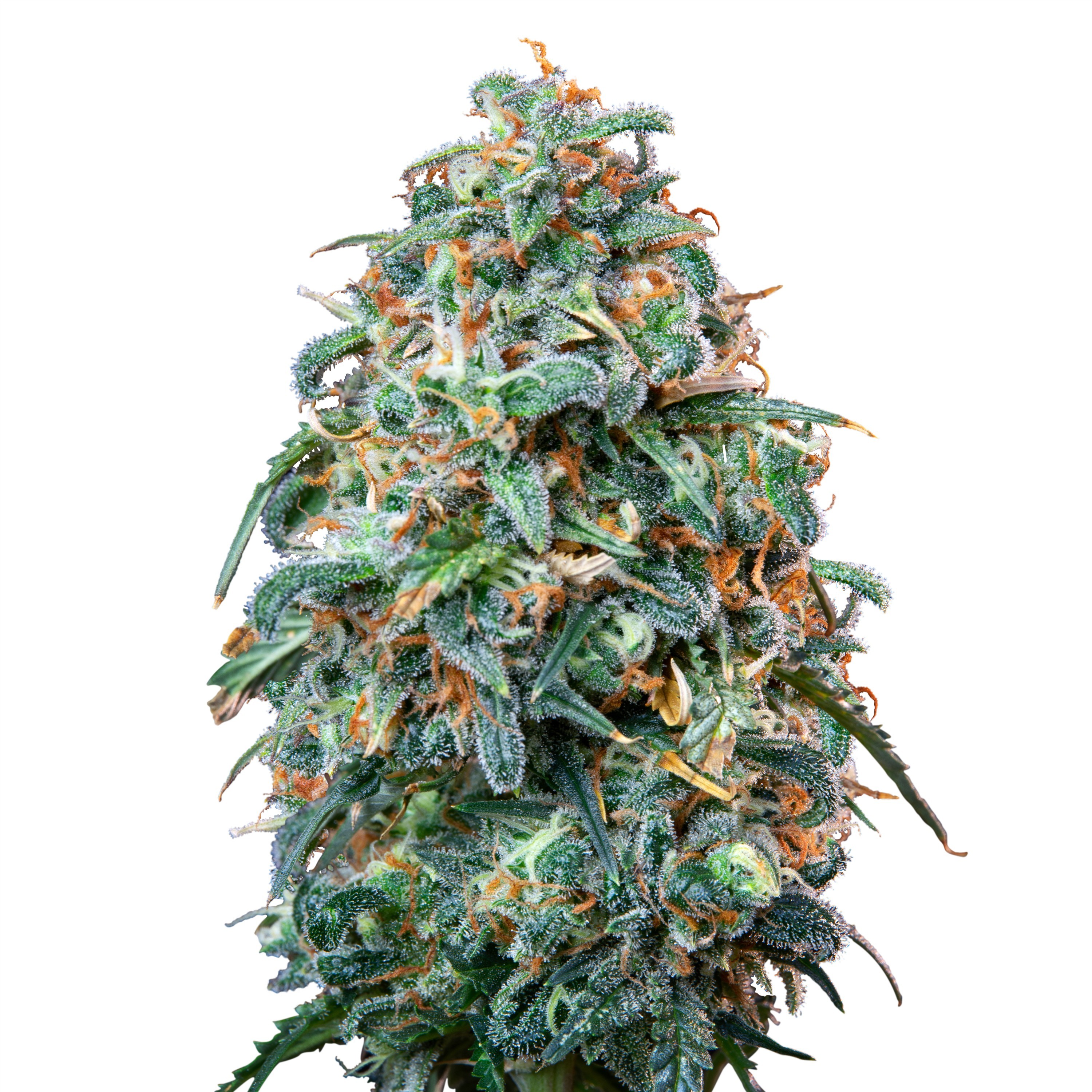 Auto_IMG_Sherbet_Queen Auto_IMG_Sherbet_Queen