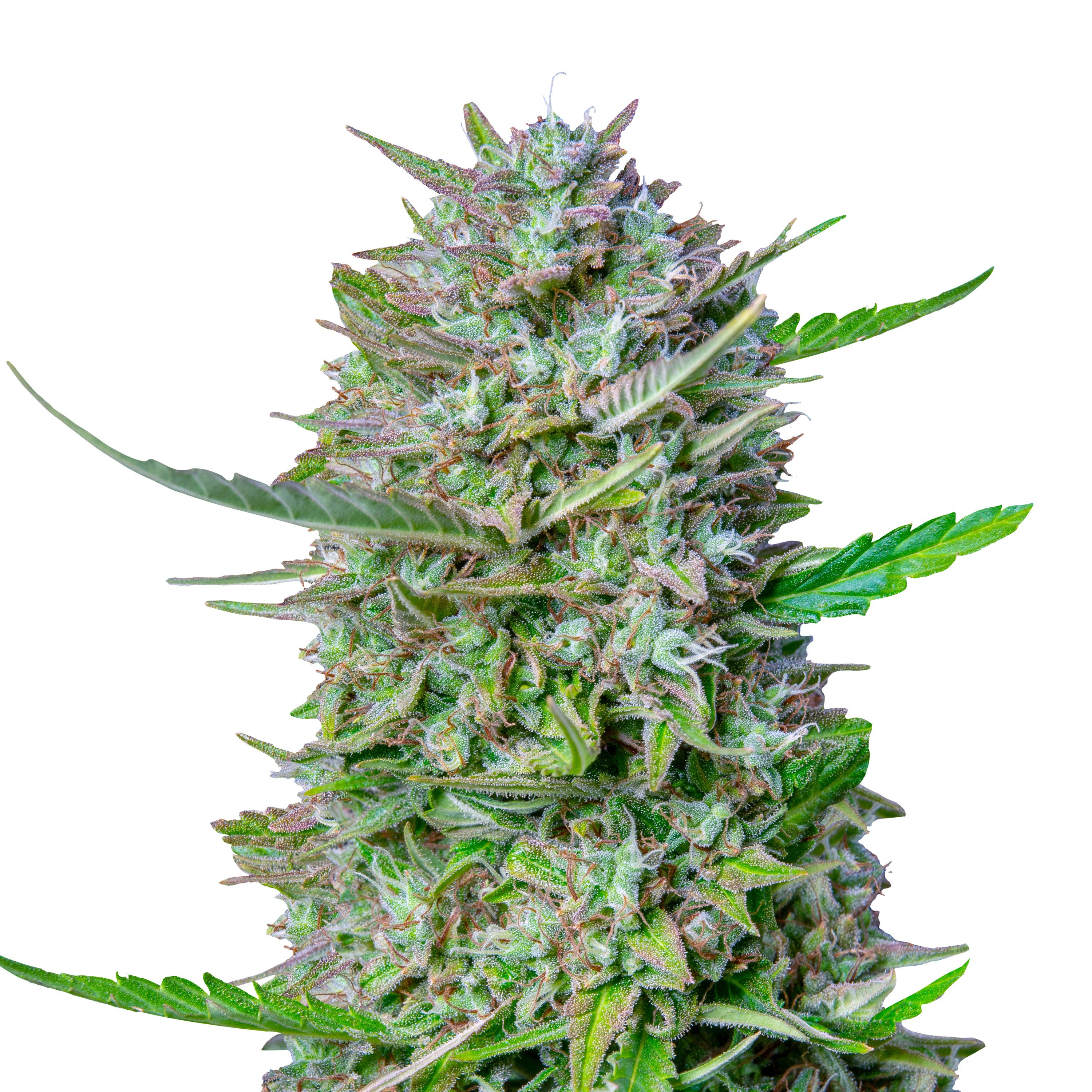 Auto_mimosa_IMG Auto_mimosa_IMG