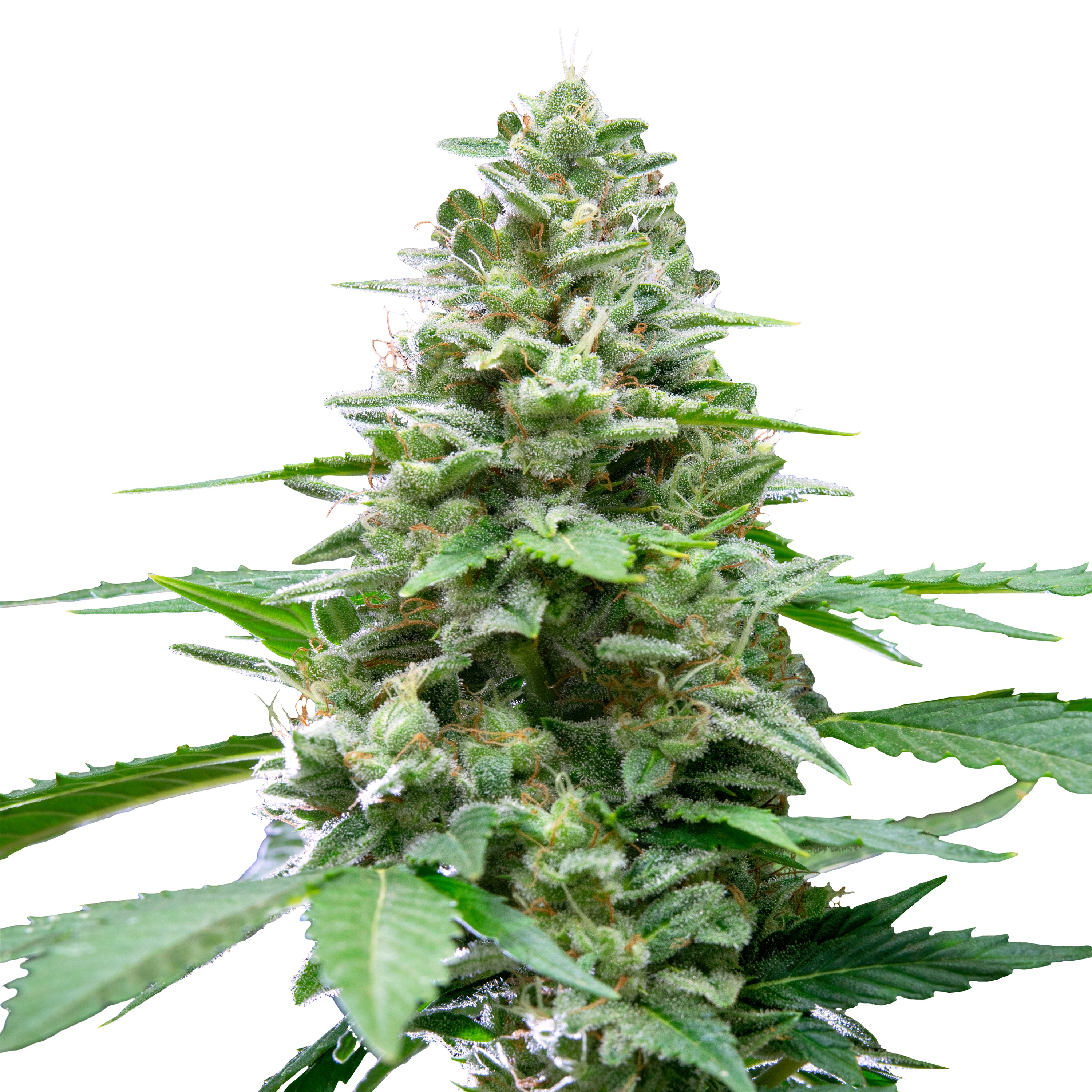 IMG_Auto_Easy_Bud IMG_Auto_Easy_Bud