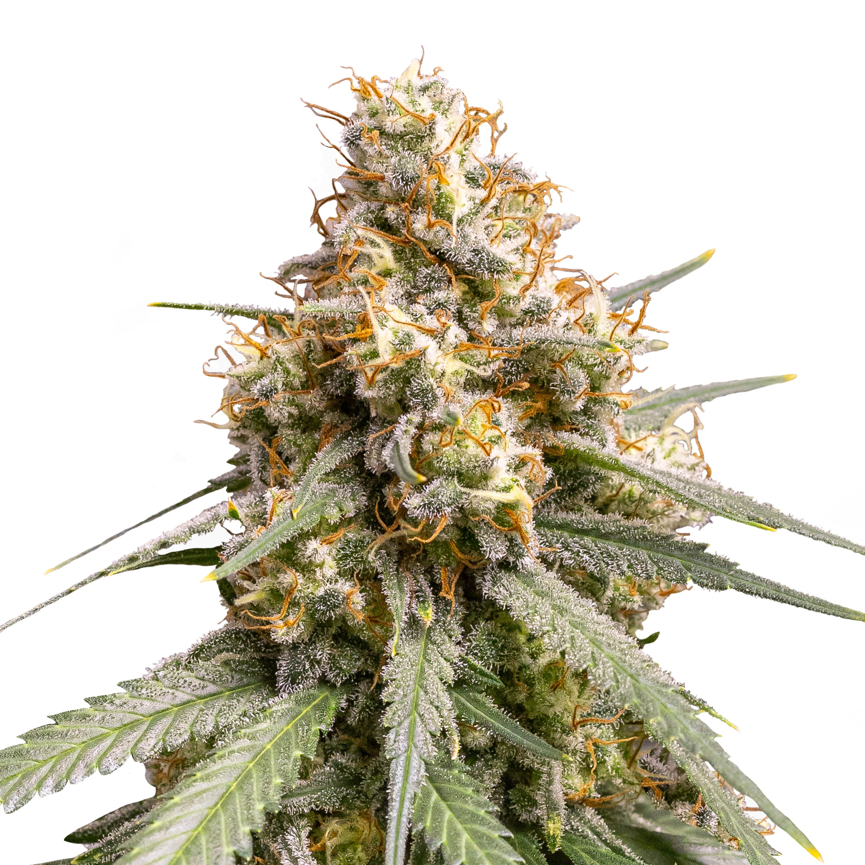 Fem_IMG_Shining_Silver_Haze Fem_IMG_Shining_Silver_Haze