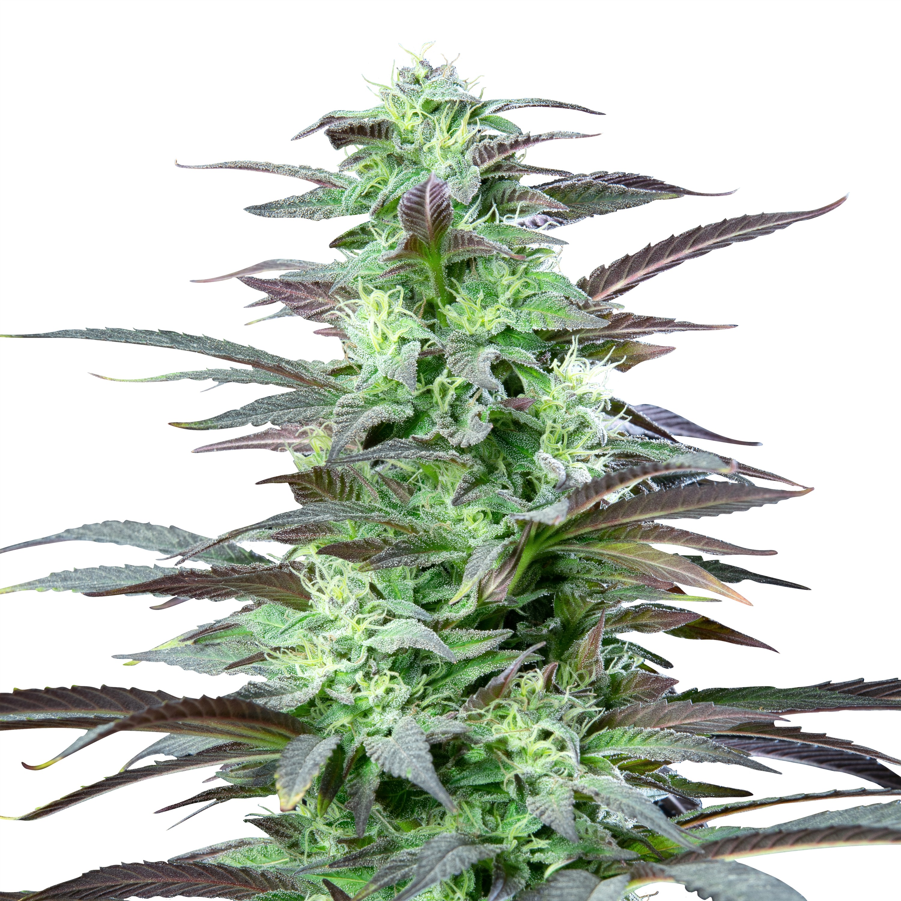 IMG_Fem_Skunk_XL IMG_Fem_Skunk_XL