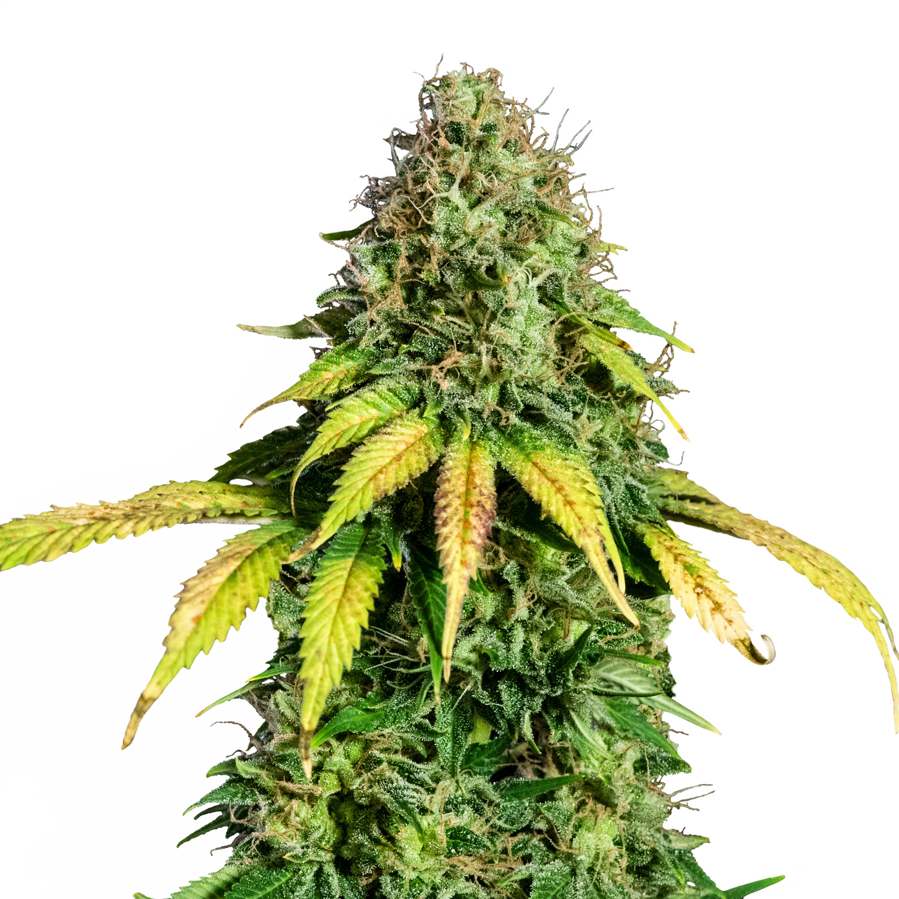 Fem_IMG_Somango_XL Fem_IMG_Somango_XL